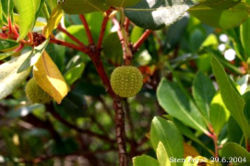 Strawberry tree leaves and fruit