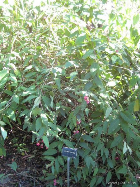 File:Cestrum elegans-IMG 7070 sfbg0308.jpg