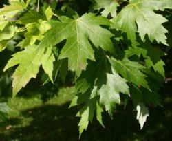 Silver Maple (Acer saccharinum) leaves