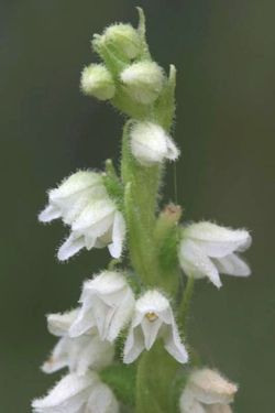 The flowers of Goodyera repens, sometimes called "creeping lady's tresses" or "dwarf rattlesnake plantain"