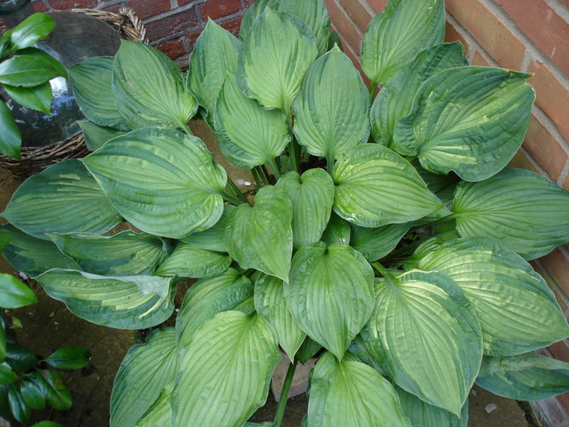 File:Hosta.jpg