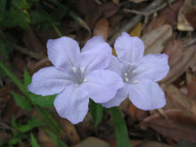 Ruellia rosea
