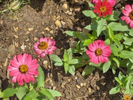 Zinnia angustifolia Profusion Cherry