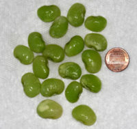 Lima beans