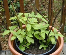 Three well established Salvia divinorum plants.