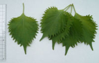 Green Shiso