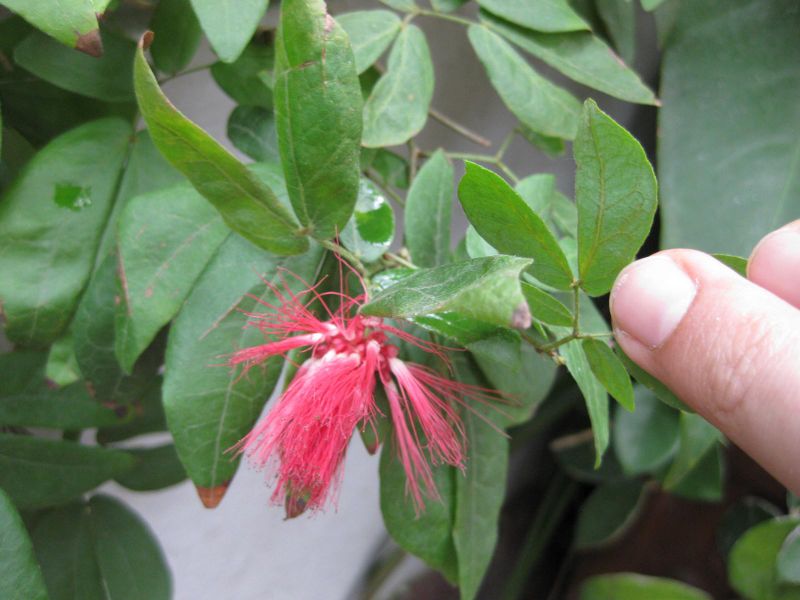 File:IMG 1038 bbg09.jpg