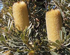 Inflorescences of Banksia media at the Keilor Botanic Gardens.