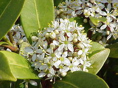 Skimmia japonica subsp. reevesiana