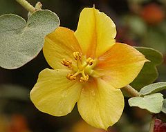 Fremontodendron 'Ken Taylor'