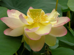 Nelumbo nucifera flower