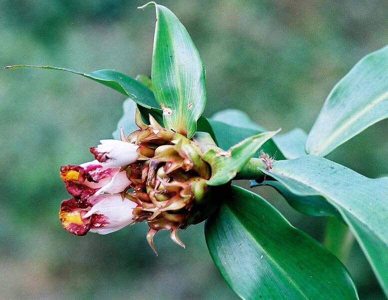 File:20100116080837!Costus lucanusianus.jpg