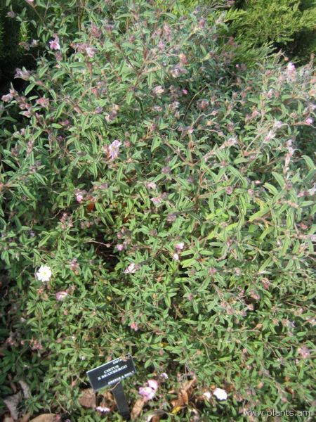 File:Cistus-x-skanbergii-IMG 7326 sfbg0308.jpg