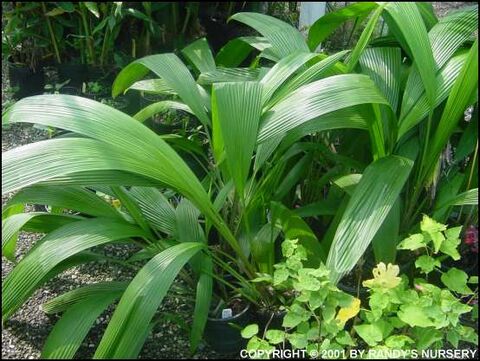 Setaria - Gardenology.org - Plant Encyclopedia and Gardening wiki