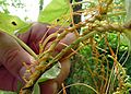 Cuscuta spec., Garden of the Gods Wilderness, Shawnee National Forest, South Illinois, USA, 2000