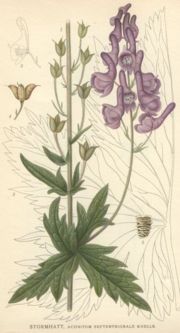 Aconitum lycoctonum