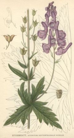 Aconitum lycoctonum