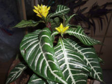Zebra Plant Aphelandra squarrosa