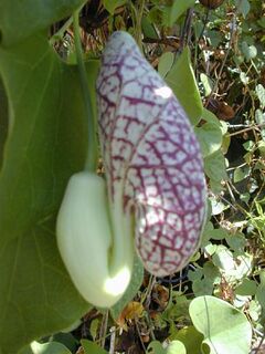 Calico Flower (Aristolochia elegans)