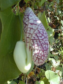 Calico Flower (Aristolochia elegans)