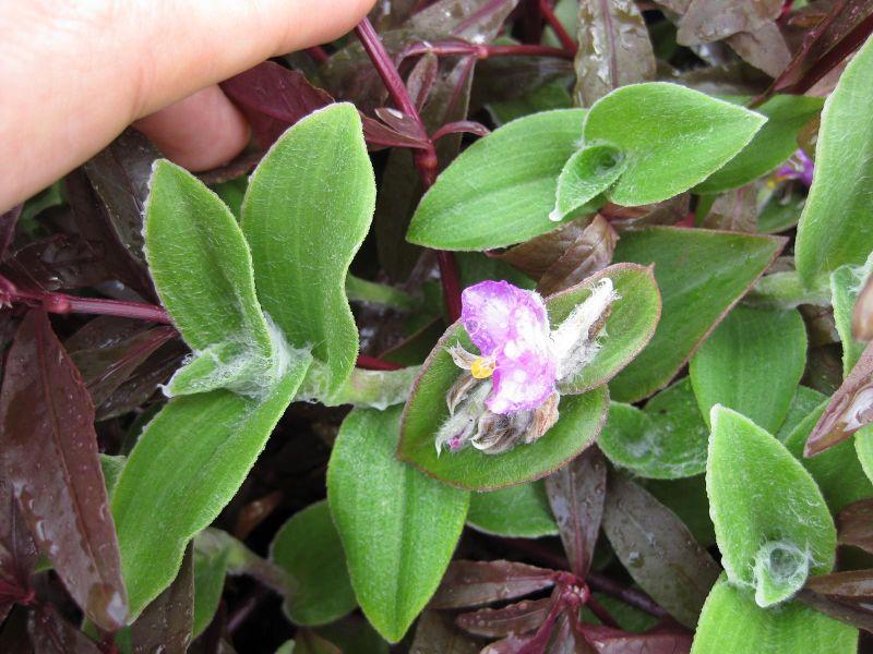 File:IMG 0830 bbg09.jpg