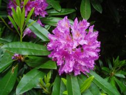 Rhododendron ponticum