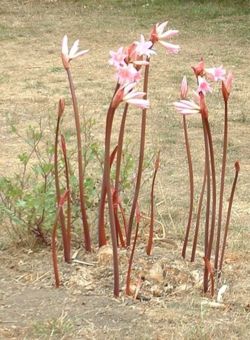 "Naked Lady" flowers in the Sinkyone Wilderness State Park, California.