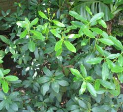 Poison arrow plant (Acokanthera oblongifolia)