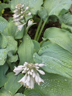 Hosta 'Bressingham Blue'
