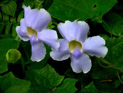 Flowers of Thunbergia laurifolia