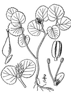 Drawing of Dwarf Willow