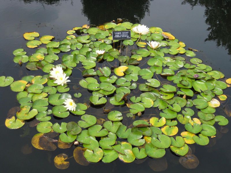 File:IMG 0757 bbg09.jpg