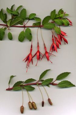 Fuchsia magellanica shoots with flowers (above) and fruits (below)