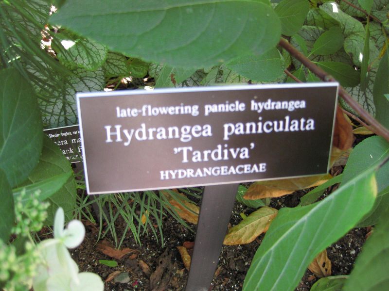 File:IMG 0029 nybg09.jpg