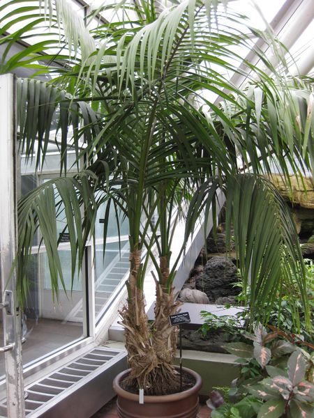 File:IMG 0891 bbg09.jpg