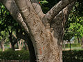 trunk in Hyderabad, India.