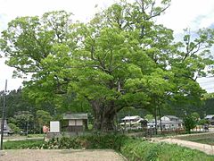 1000-year-old Zelkova serrata