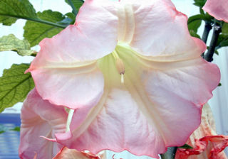 A flowering Brugmansia x insignis from the US Botanic Garden