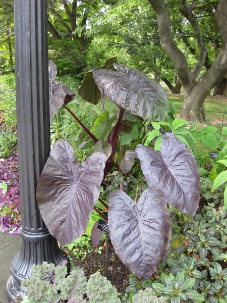 File:IMG 0855 bbg09.jpg