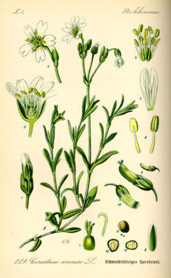 Cerastium arvense