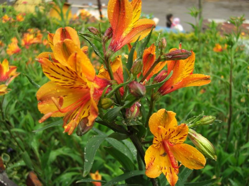File:Alstroemeria-3225.jpg