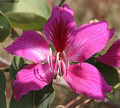 Bauhinia variegata