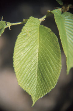 Asymmetrical leaf base of Ulmus rubra