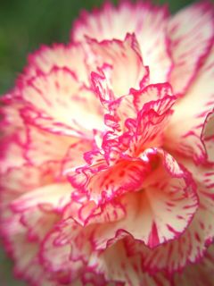 Wild Clove Pink in flower