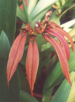 Cirrhopetalum var. Copper Queen