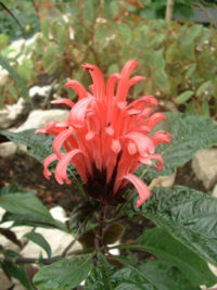 Justicia carnea