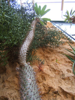 The pachycaule trunk of Pachypodium lamerei