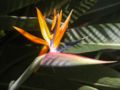 Strelitzia reginae flower
