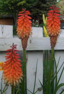 Alcazar Torch Lily