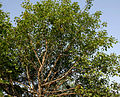 tree in Hyderabad, India.